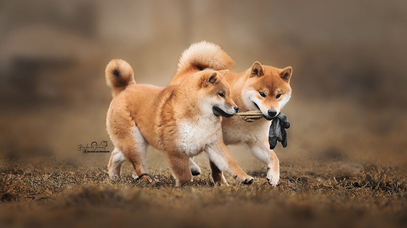 Shiba Inu