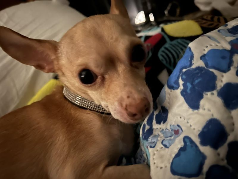Chihuahua