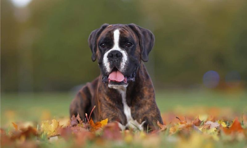 Boxer