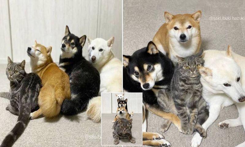 Shiba Inu