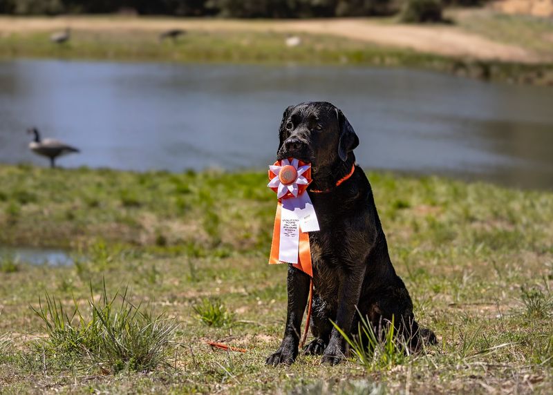 Lab Retriever
