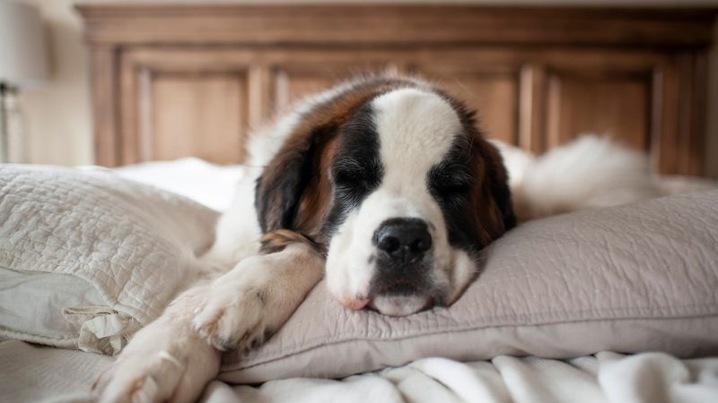 Saint Bernard