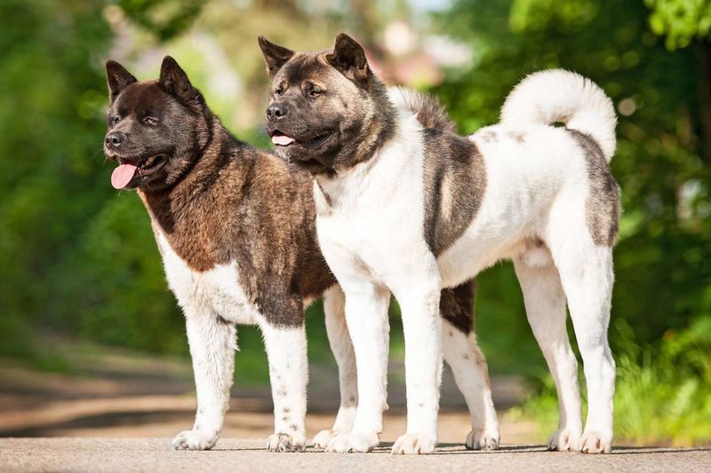 Akita