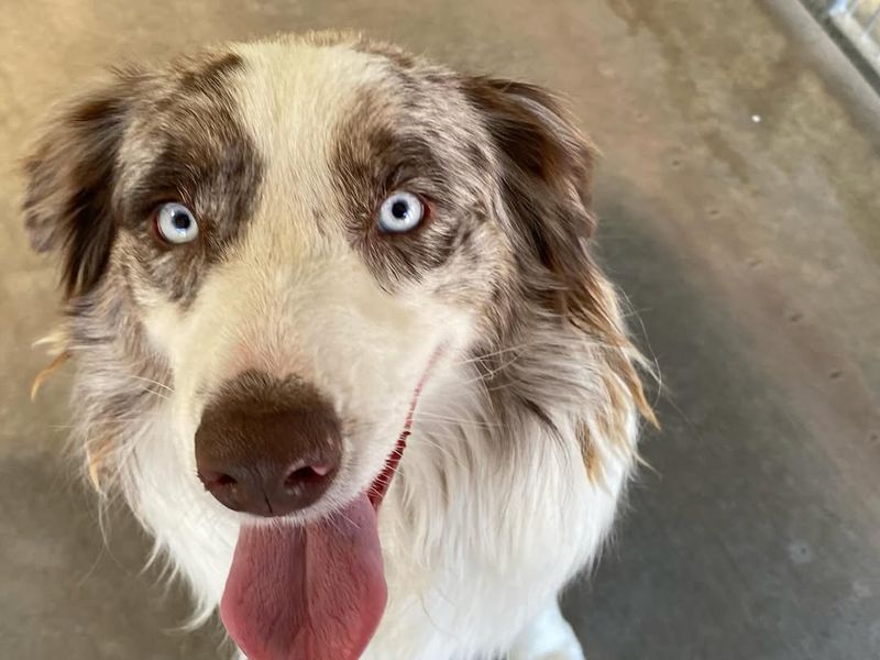 Australian Shepherd
