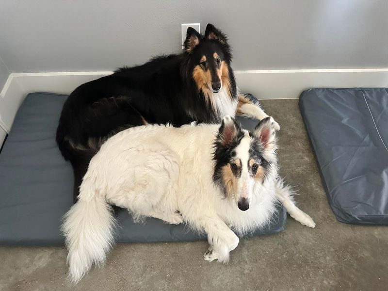 Collie