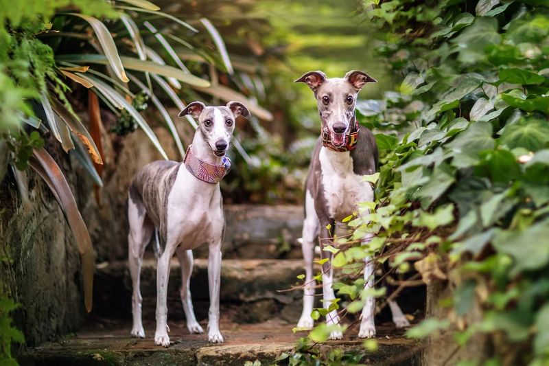 Whippet