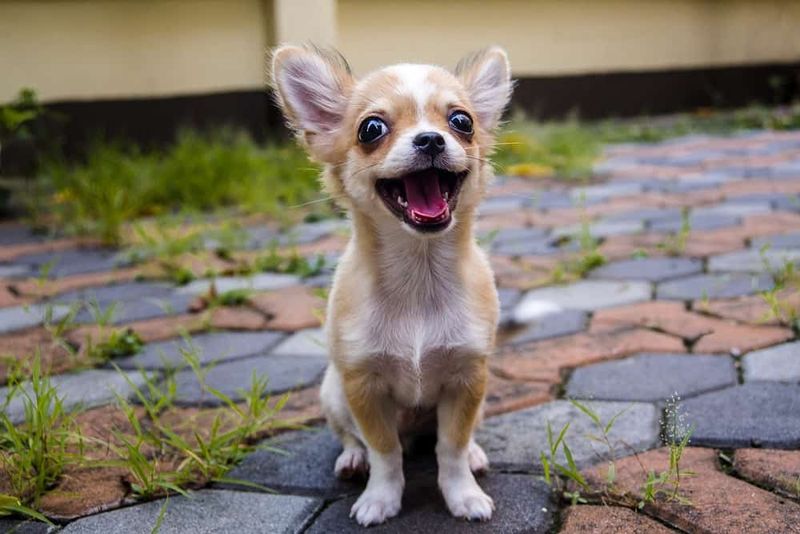 Chihuahua