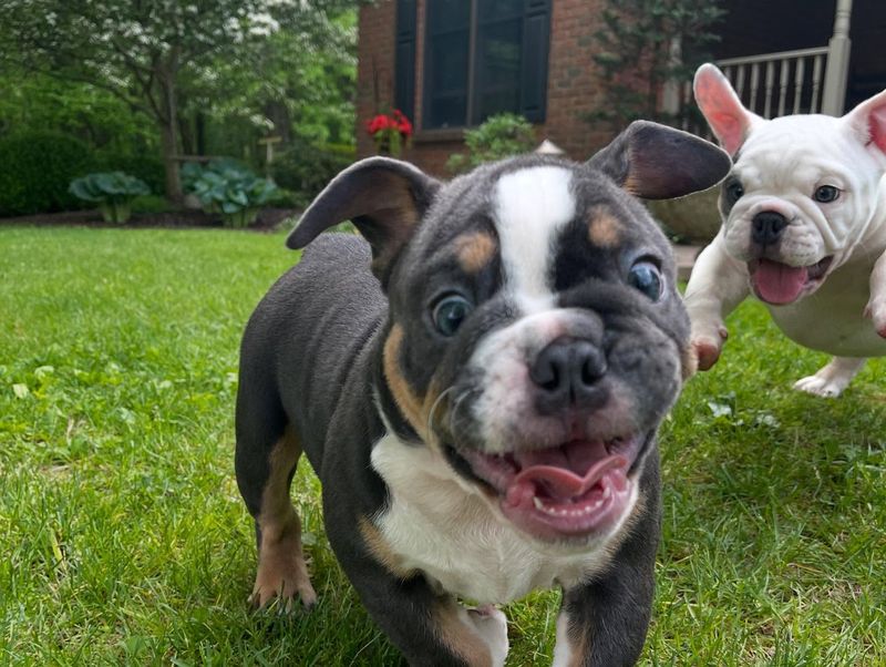 Bulldog