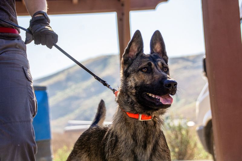 German Shepherd