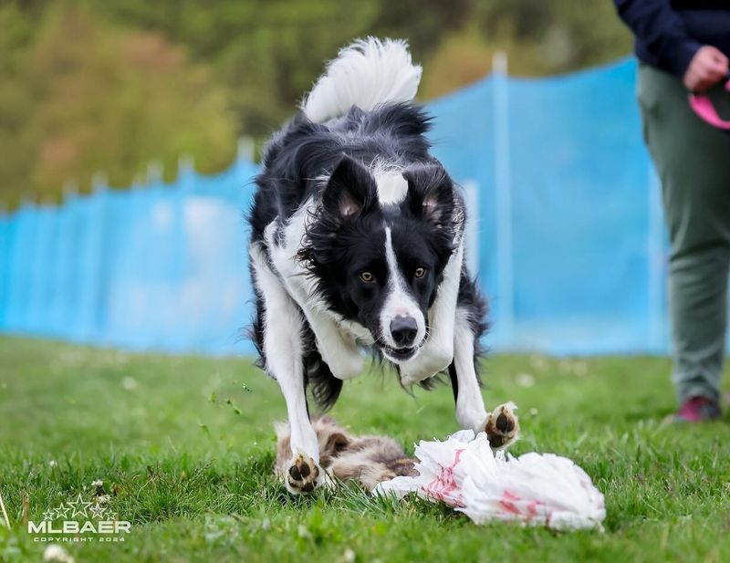 Border Collie