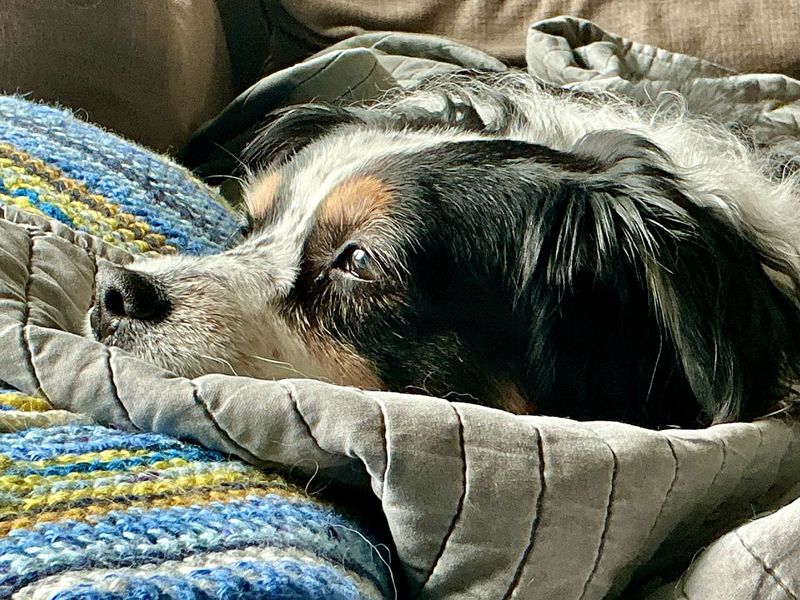 Australian Shepherd