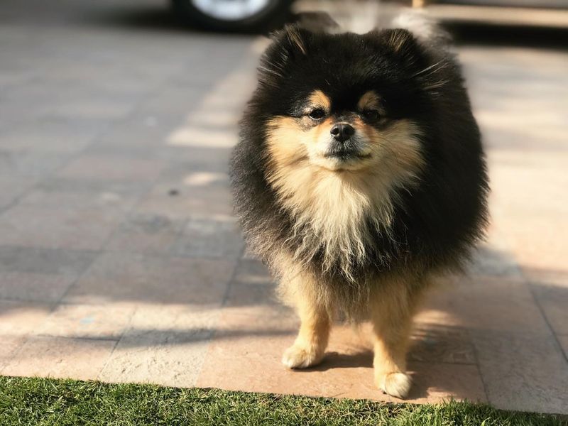 Pomeranian
