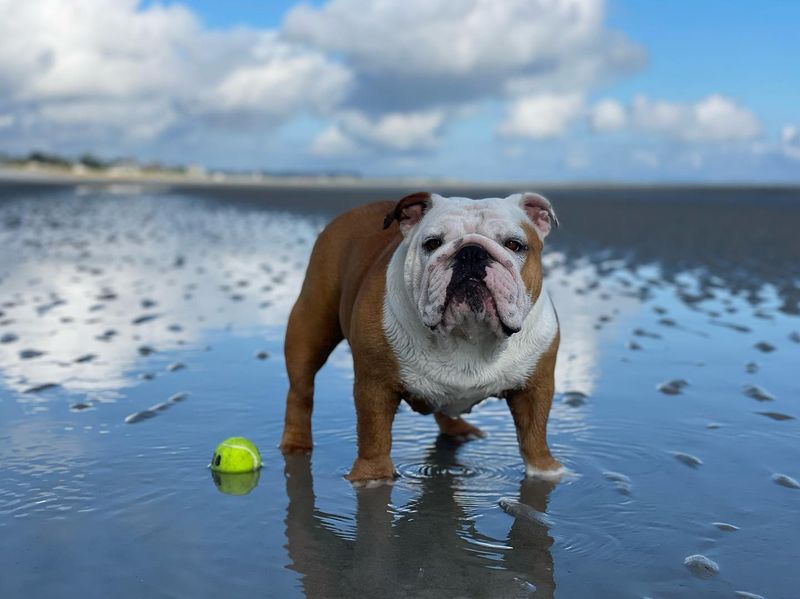 Bulldog