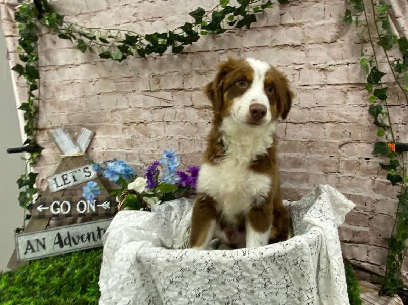 Australian Shepherd