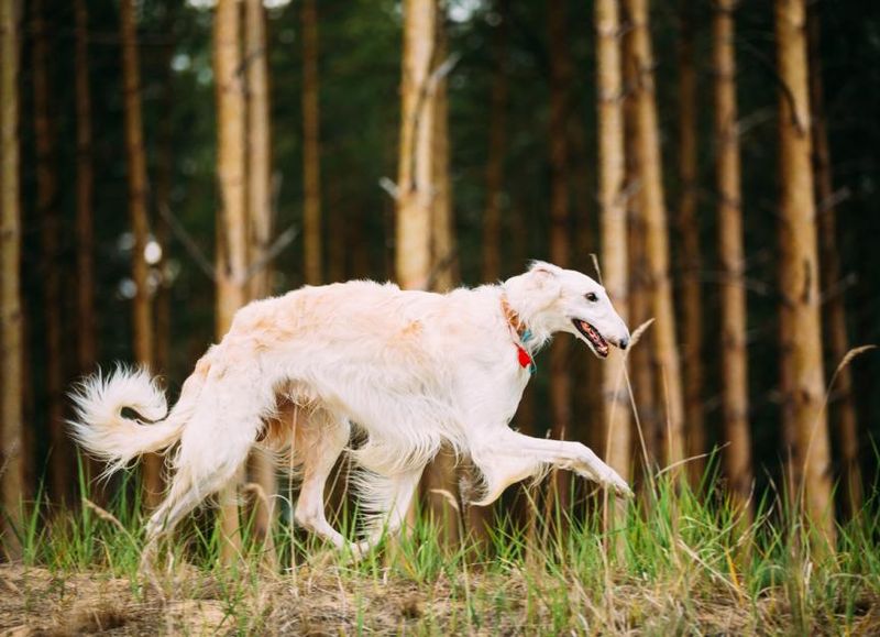 Borzoi