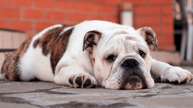 Bulldog