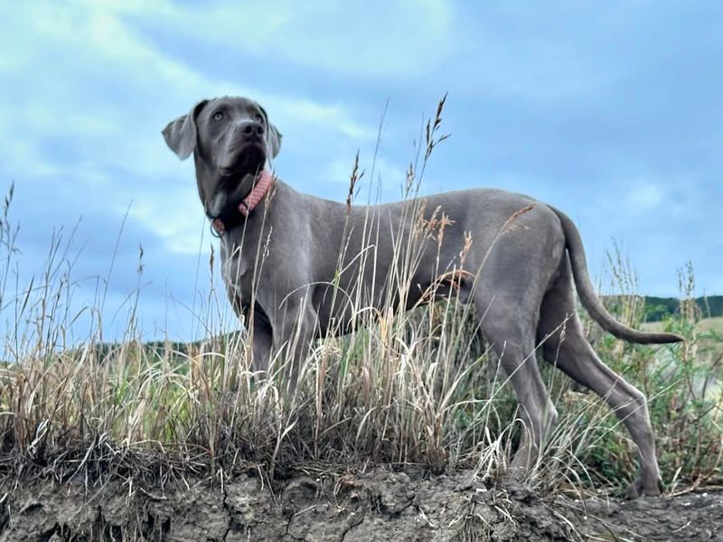 Weimaraners