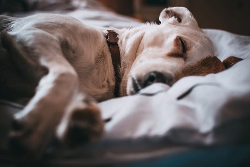 Increased Sleep