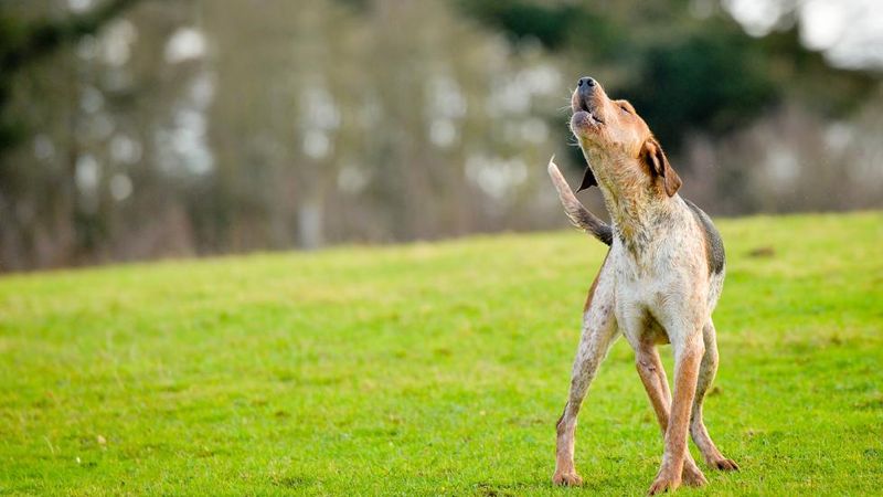 Unusual Vocalizations