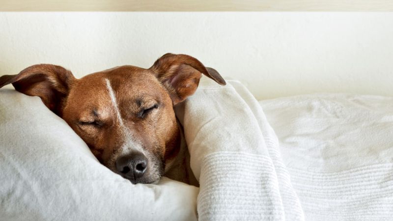 Comfortable Rest
