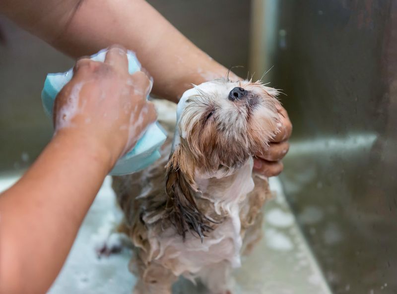 Regular Grooming