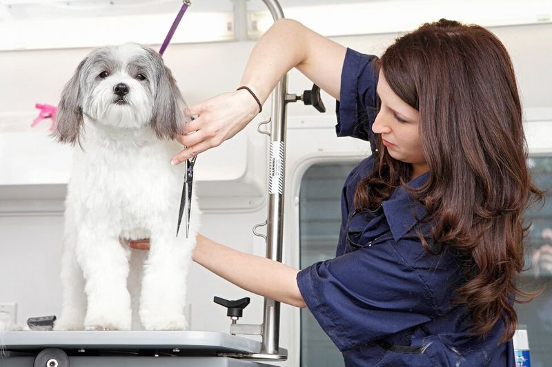 Customized Grooming Sessions