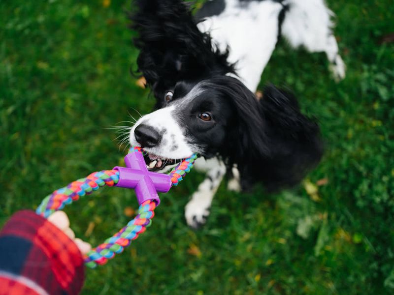 Play-Based Training