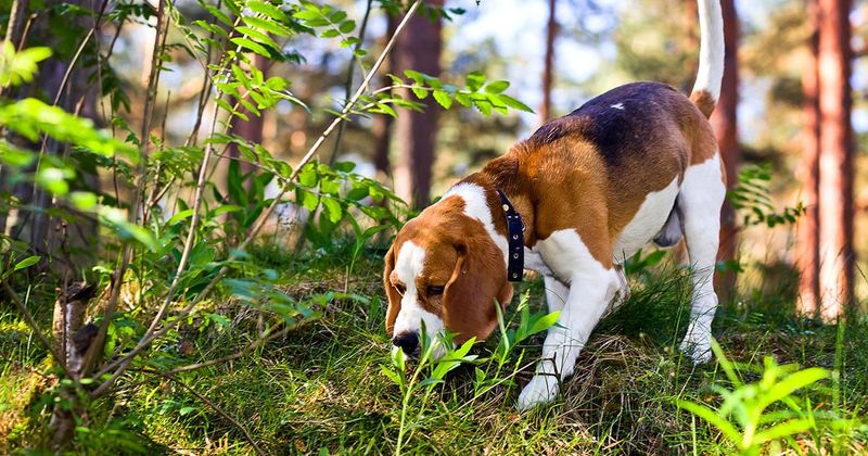 Sniffing Out Danger