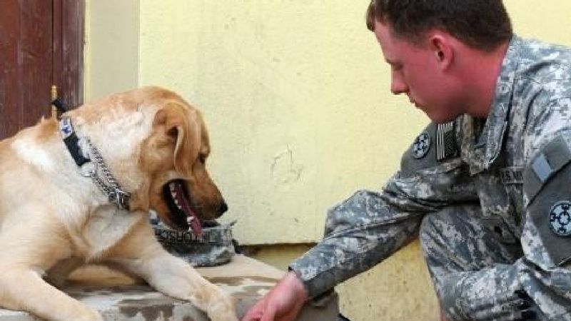 Companion and Morale Booster
