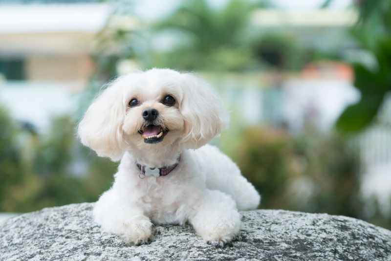 Sweet Shih-Poo