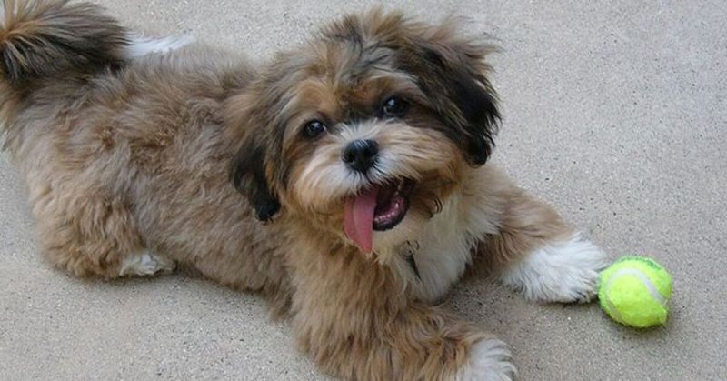 Sweet Shih-Poo