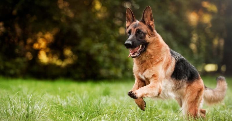 Exercise and Mental Stimulation