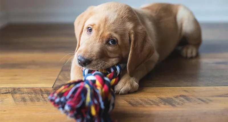Teething and Chewing Habits