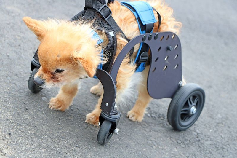 Loss of Mobility