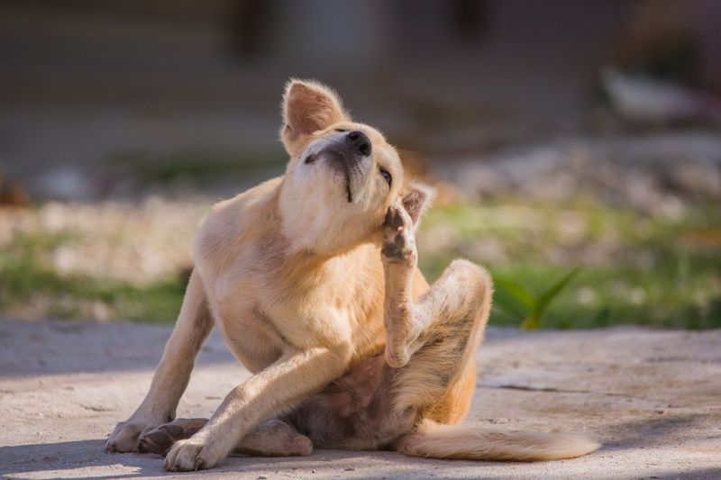 Excessive Itching or Scratching
