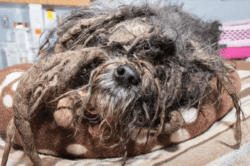 Changes in Grooming Habits