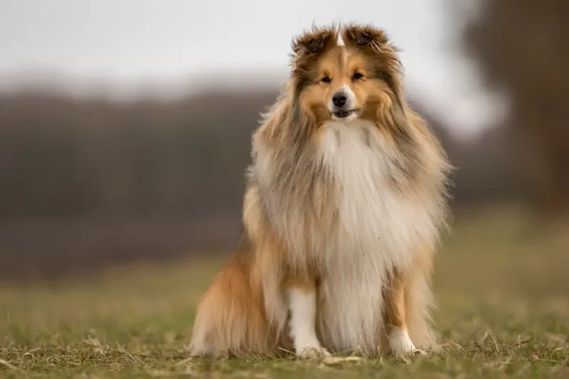 Shetland Sheepdog