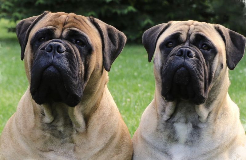 Bullmastiff