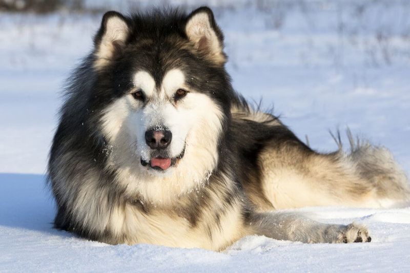 Alaskan Malamute