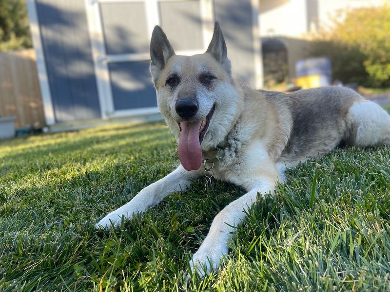German Shepherd