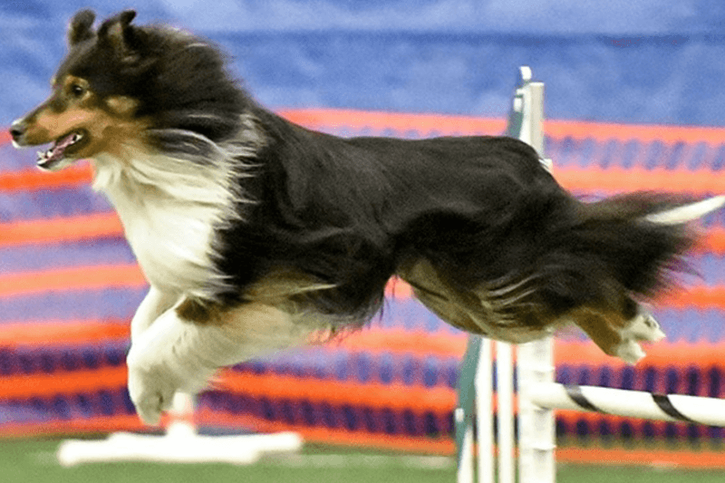 Shetland Sheepdog