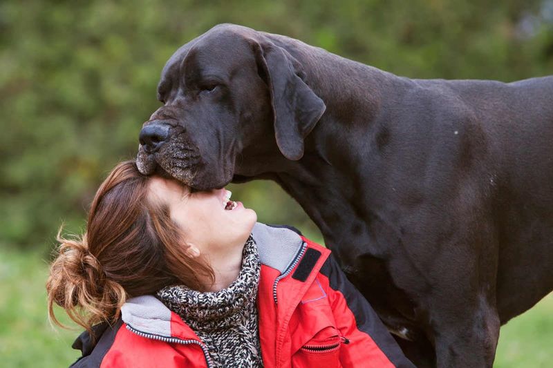 Great Dane