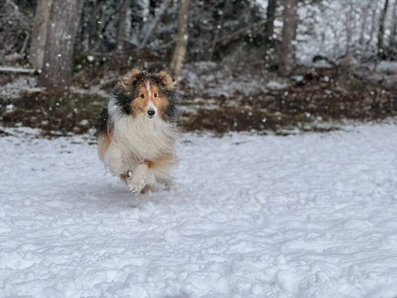 Shetland Sheepdog