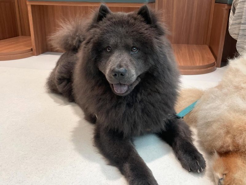 Chow Chow