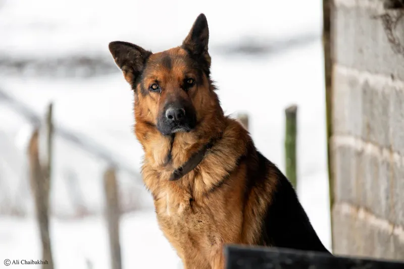 German Shepherd