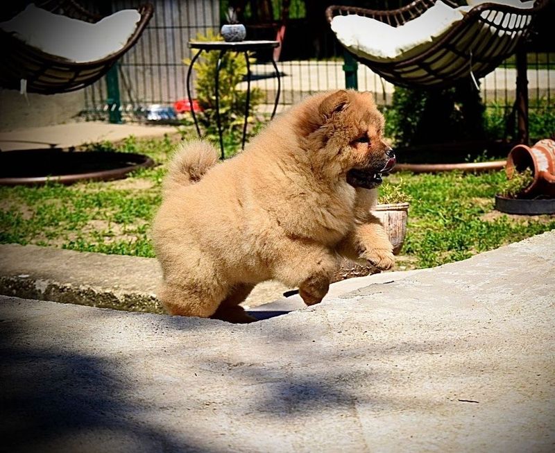 Chow Chow