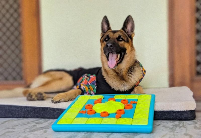 German Shepherd