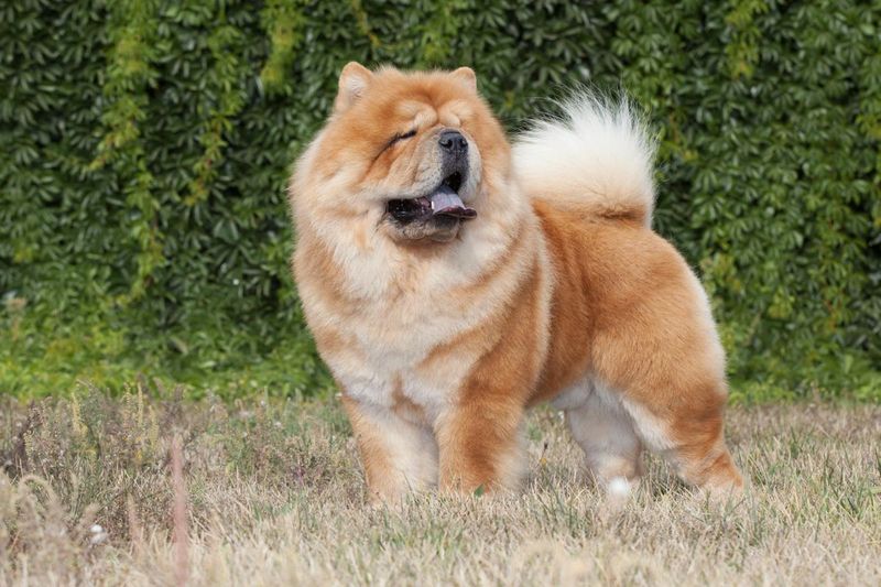 Chow Chow