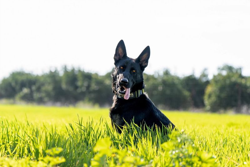German Shepherd