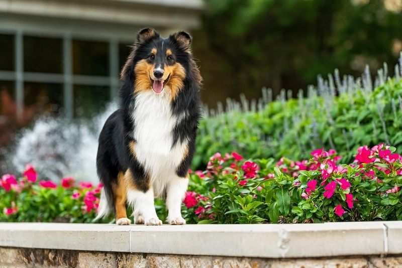 Shetland Sheepdog